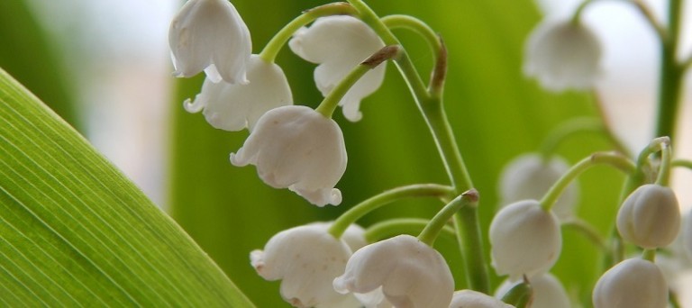 muguet